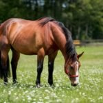 Common Health Issues in Horses: Signs, Symptoms, and Treatment Options