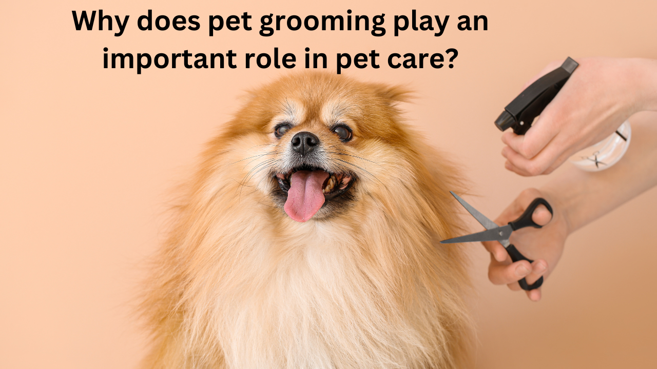 Why does pet grooming play an important role in pet care?