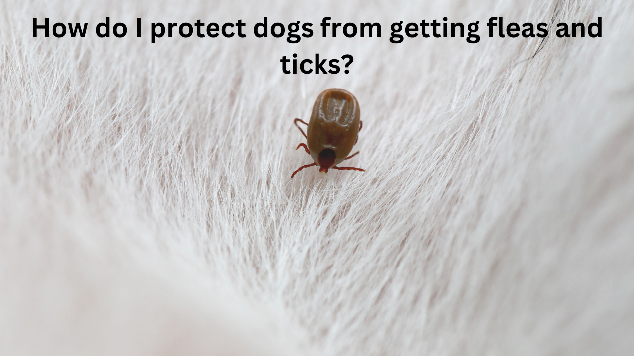 How do I protect dogs from getting fleas and ticks?"