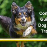 A Complete Guide To Dog Agility Training