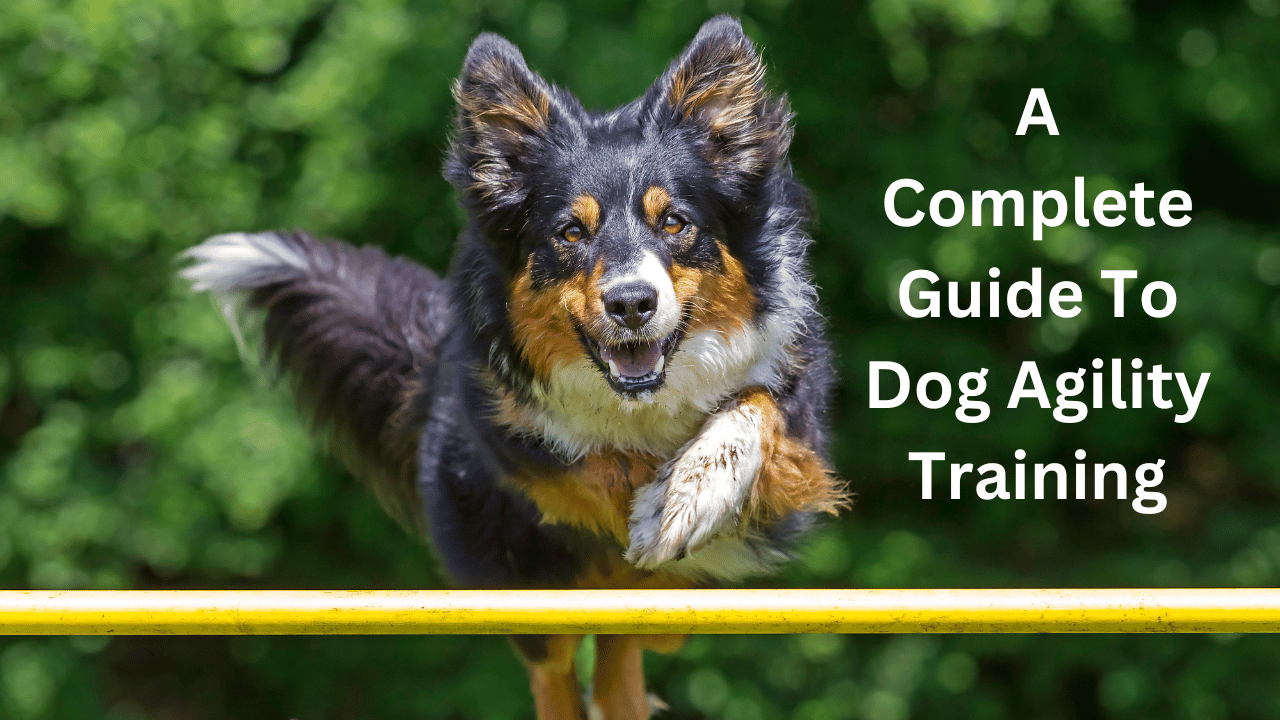 A Complete Guide To Dog Agility Training
