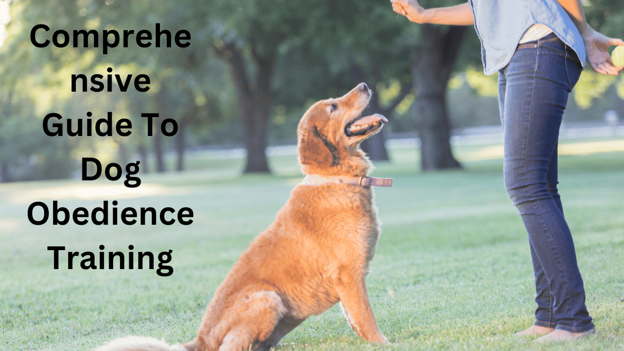 Comprehensive Guide To Dog Obedience Training