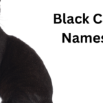 Black Cat Names