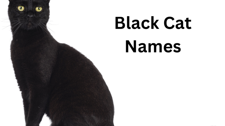 Black Cat Names