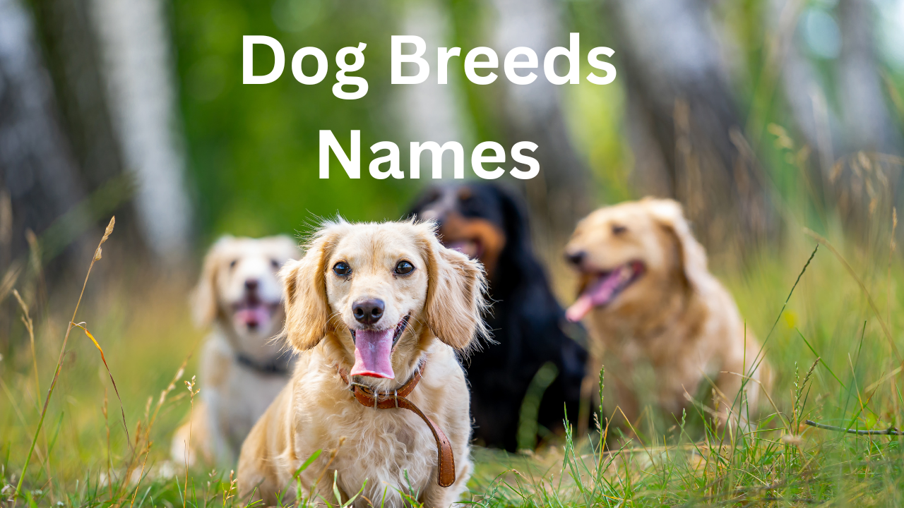 Dog Breeds Names