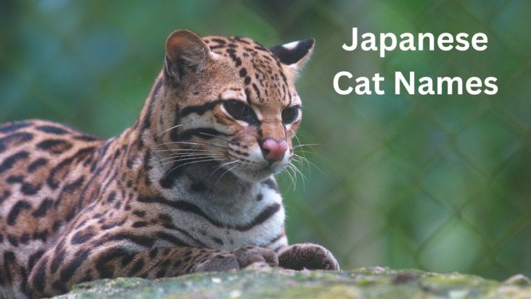 Japanese Cat Names