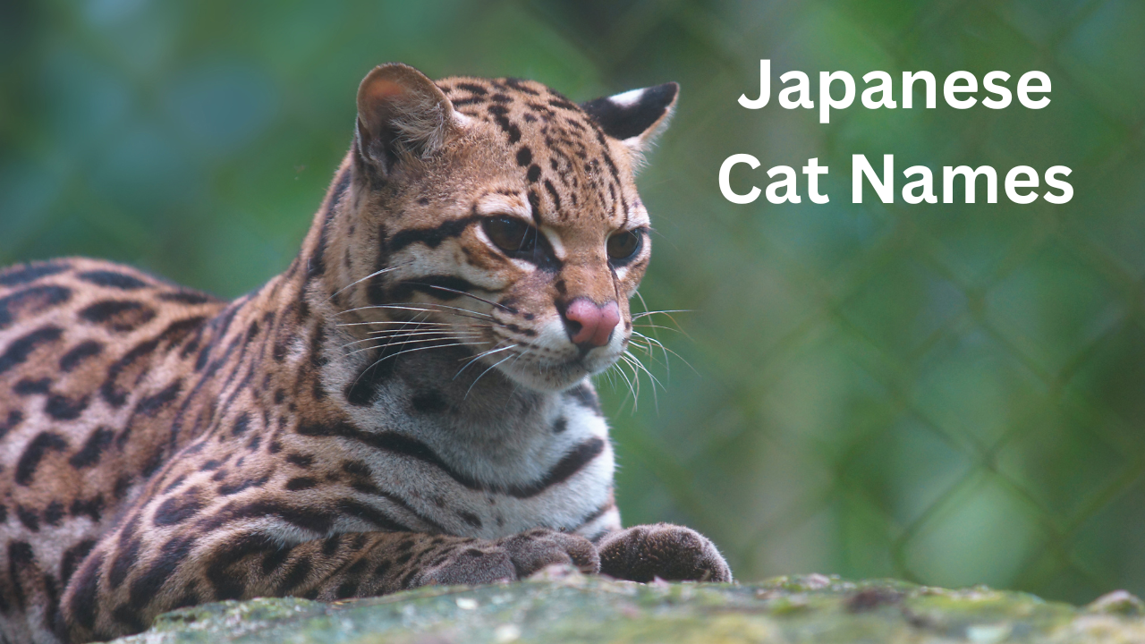 Japanese Cat Names: Finding the Perfect Name