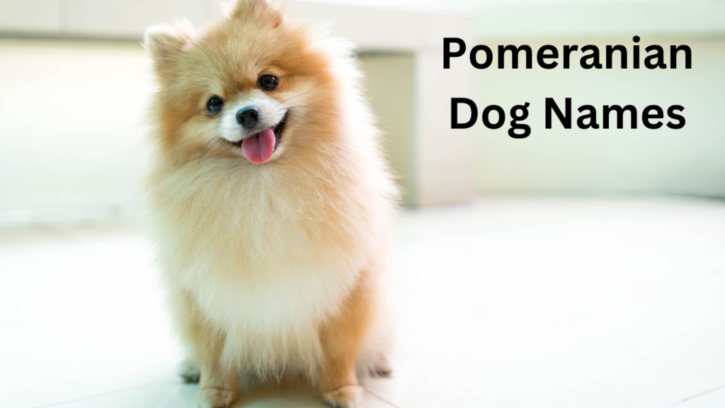 Pomeranian Dog Names