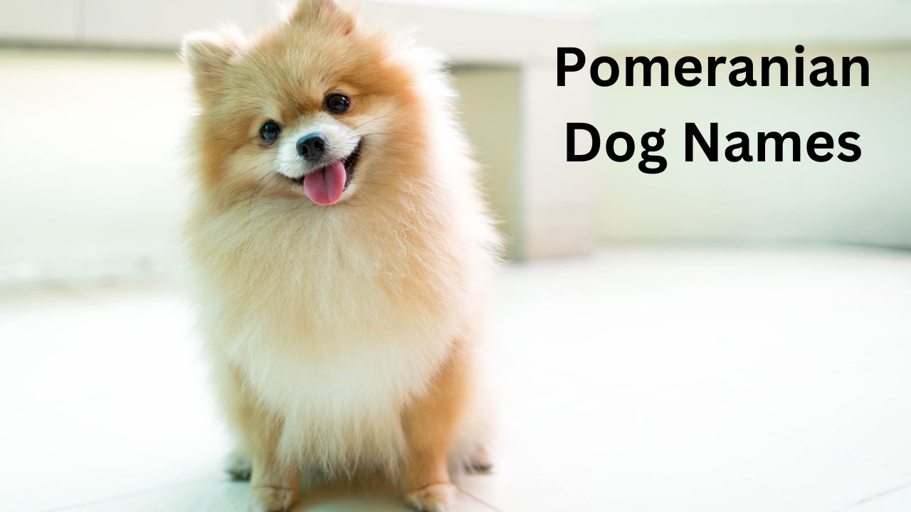 Pomeranian Dog Names: Cute and Charming Ideas
