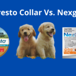 Seresto Collar Vs. Nexgard