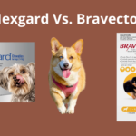 Nexgard Vs. Bravecto