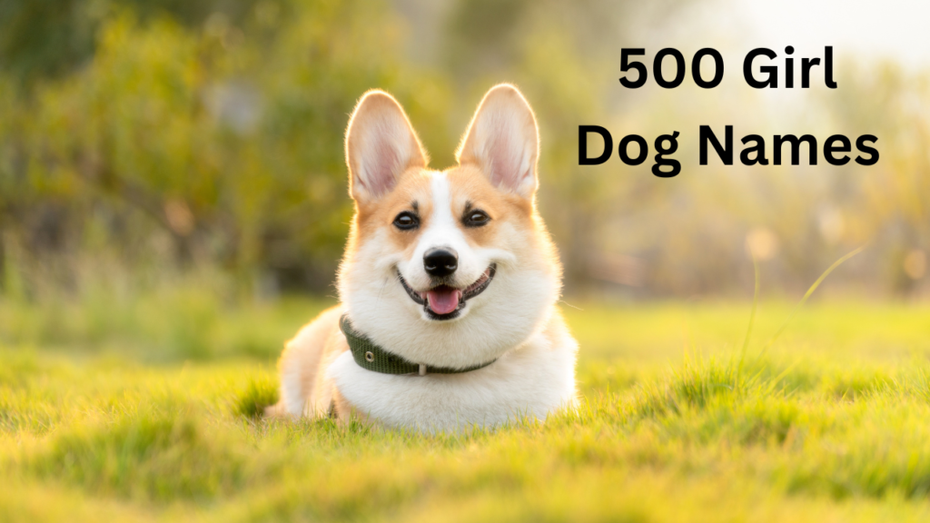 500 Girl Dog Names