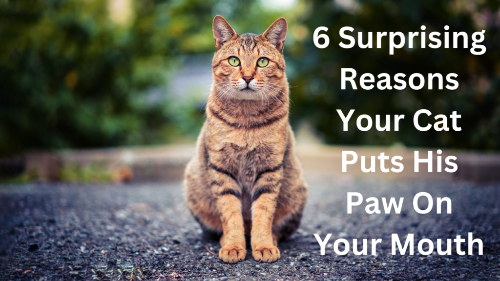 6 Surprising Reasons Your Cat Puts His Paw on Your Mouth