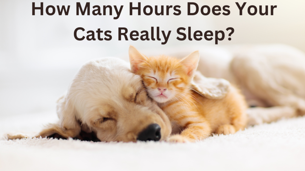 How Many Hours Does Your Cats Really Sleep?