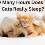 How Many Hours Does Your Cats Really Sleep?