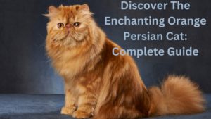 Orange Persian Cat