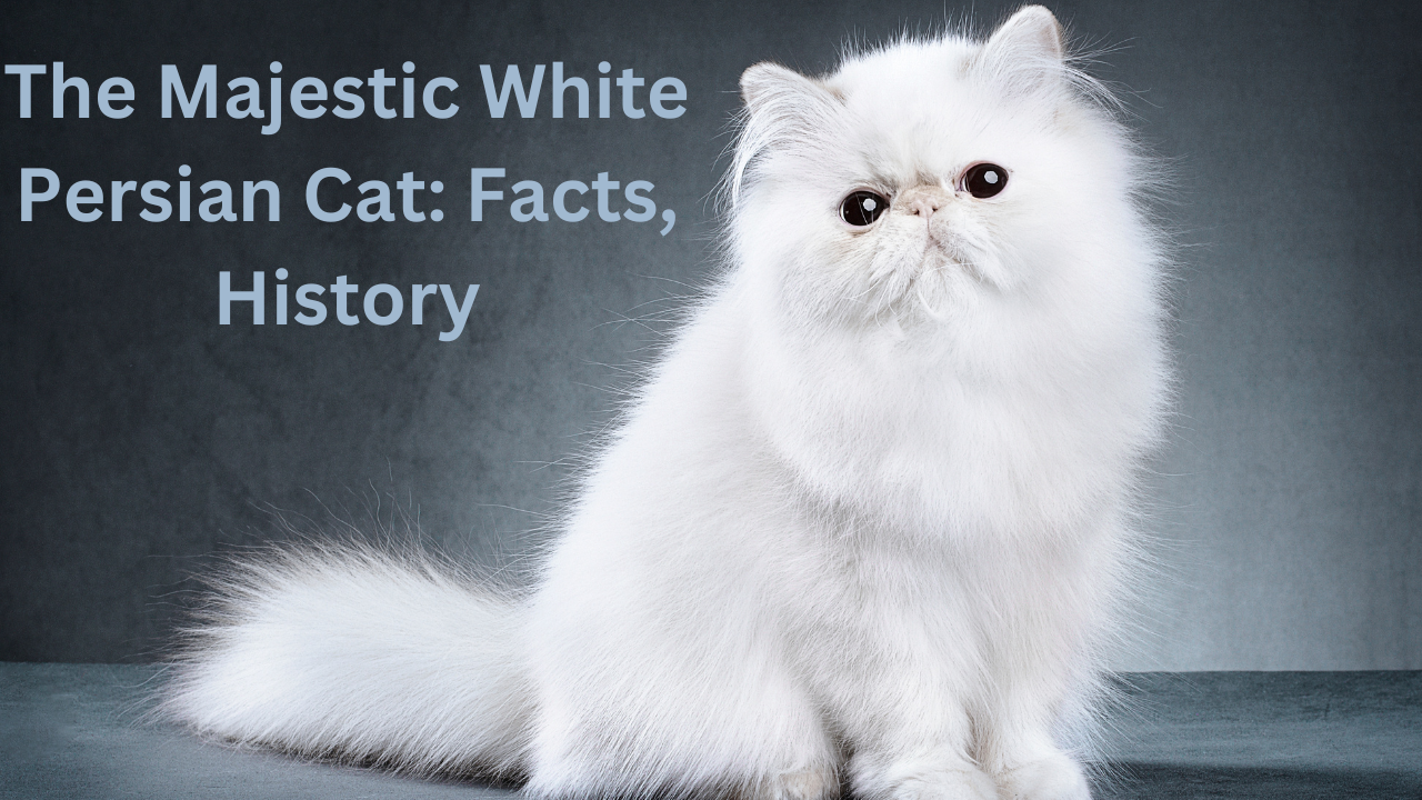 White Persian Cat