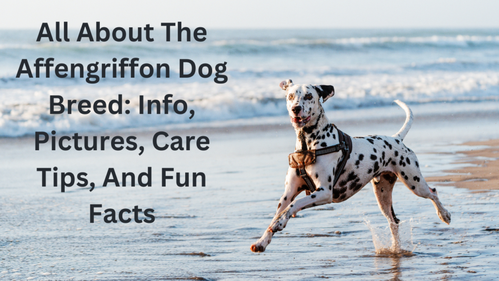 Affengriffon Dog