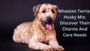 Wheaten Terrier Husky Mix