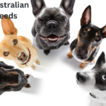 Top 10 Australian Dog Breeds