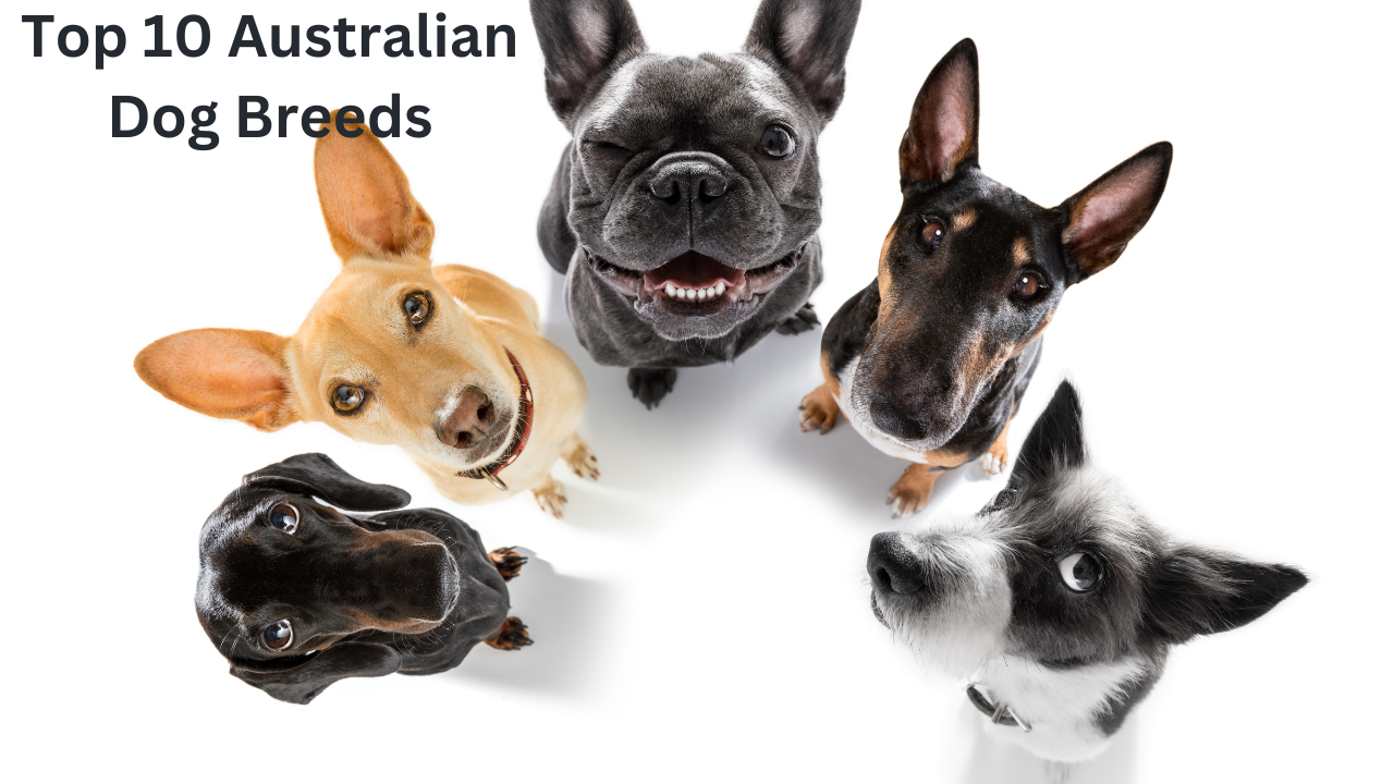 Top 10 Australian Dog Breeds