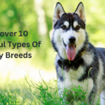 Husky Breeds