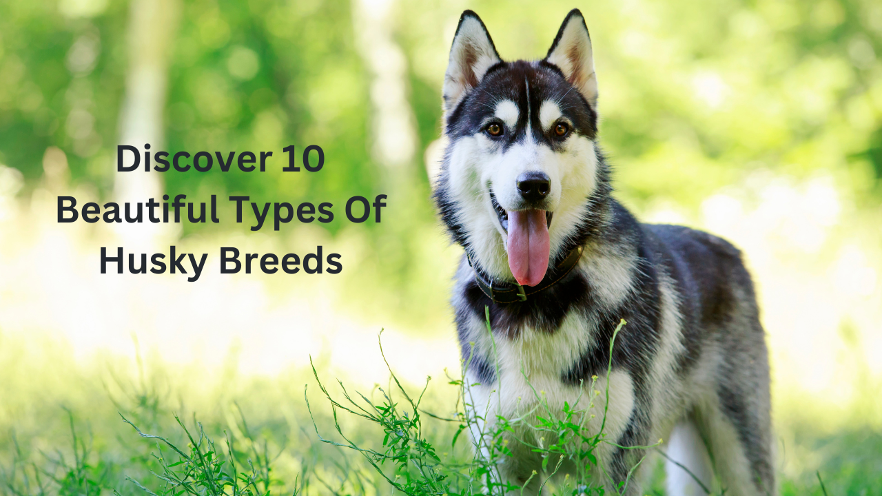 Husky Breeds