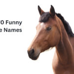 Top 70 Funny Horse Names