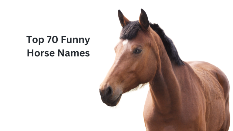 Top 70 Funny Horse Names