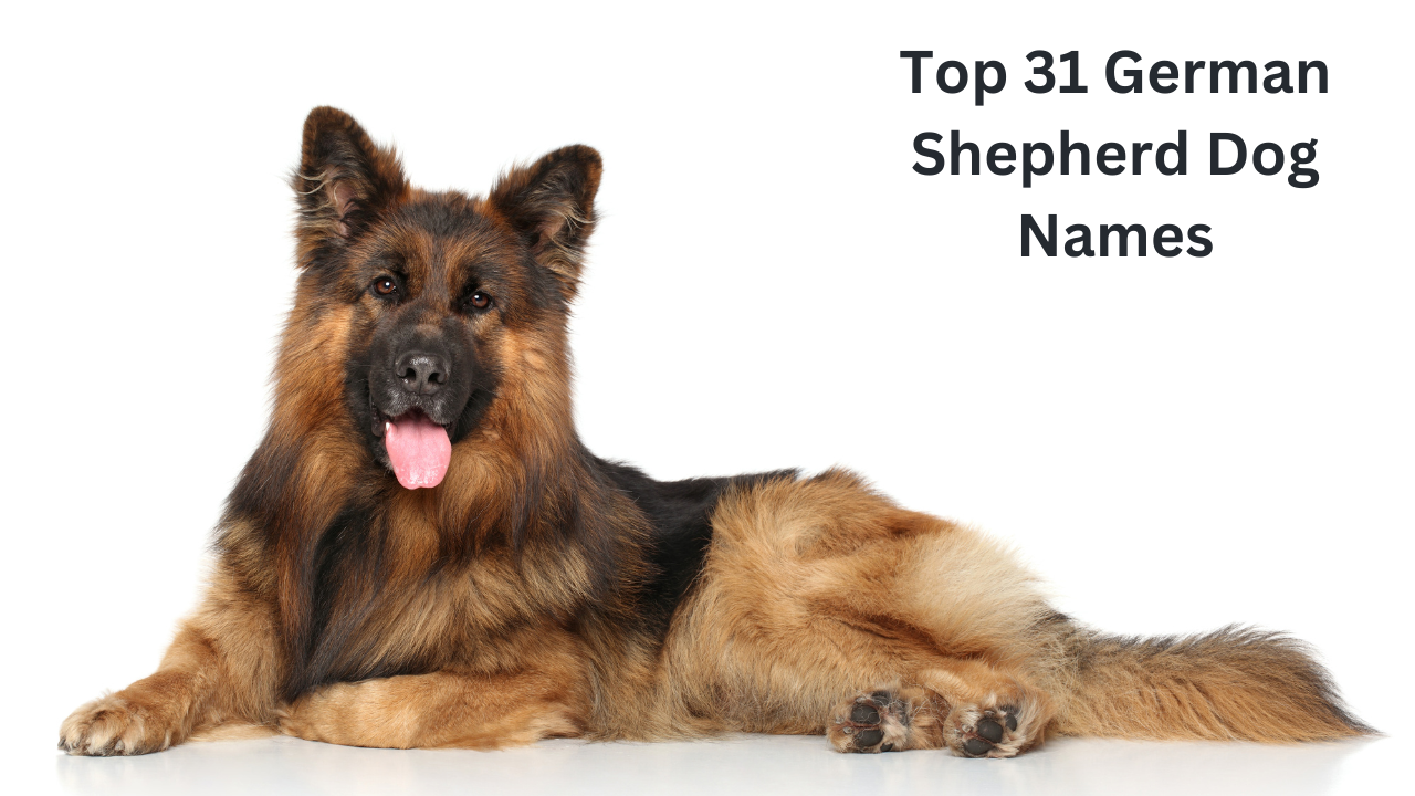 Top 31 German Shepherd Dog Names