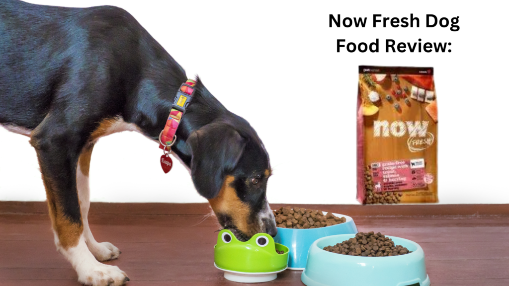 Now Fresh Dog Food Review