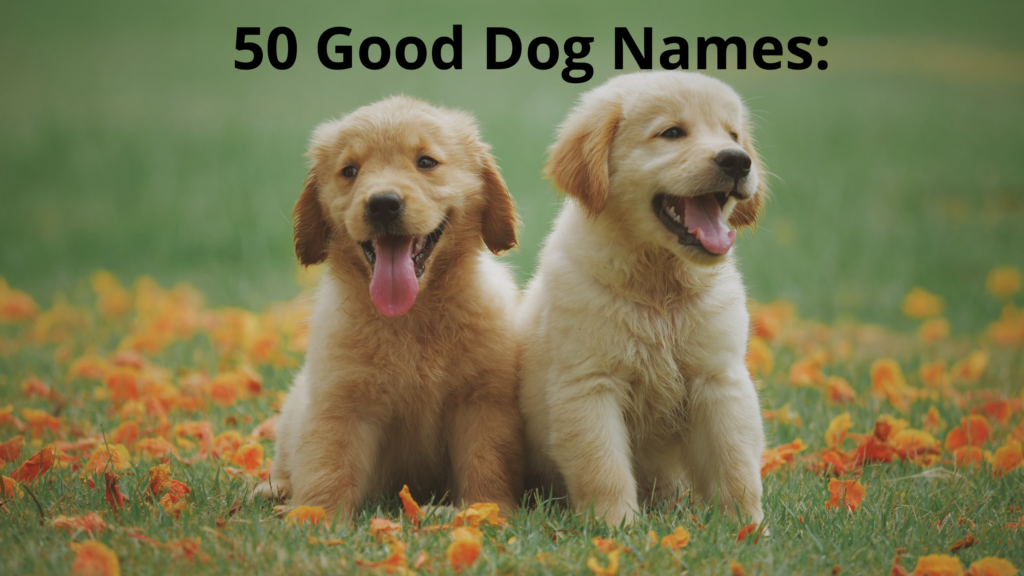 50 Good Dog Names: