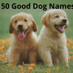 50 Good Dog Names: