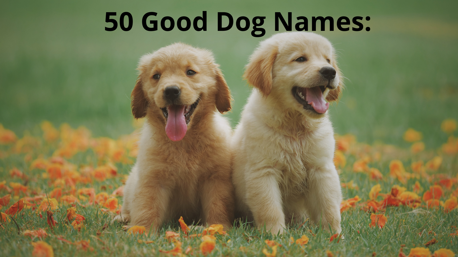 50 Good Dog Names: Classic and Popular Choices for Your Furry Friend