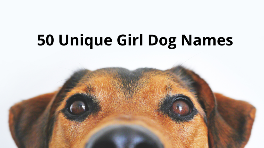 50 Unique Girl Dog Names