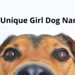 50 Unique Girl Dog Names