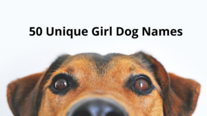 50 Unique Girl Dog Names