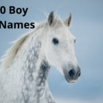 Top 50 Boy Horse Names