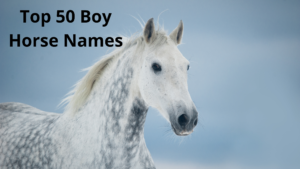 Top 50 Boy Horse Names