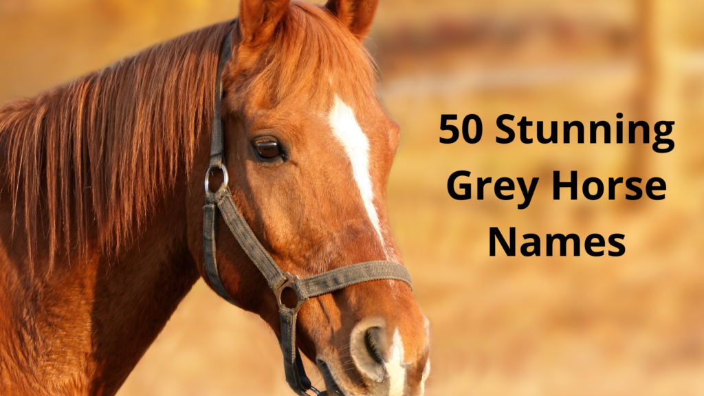 50 Stunning Grey Horse