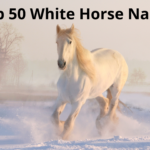 Top 50 Enchanting White Horse Names