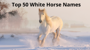 Top 50 Enchanting White Horse Names