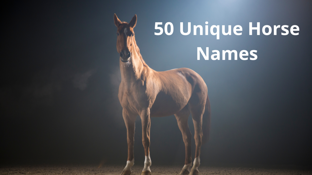 50 Unique Horse Names