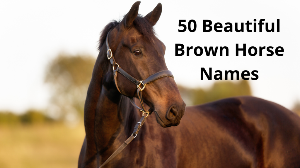 50 Beautiful Brown Horse Names