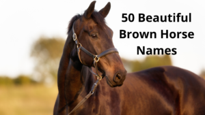 50 Beautiful Brown Horse Names