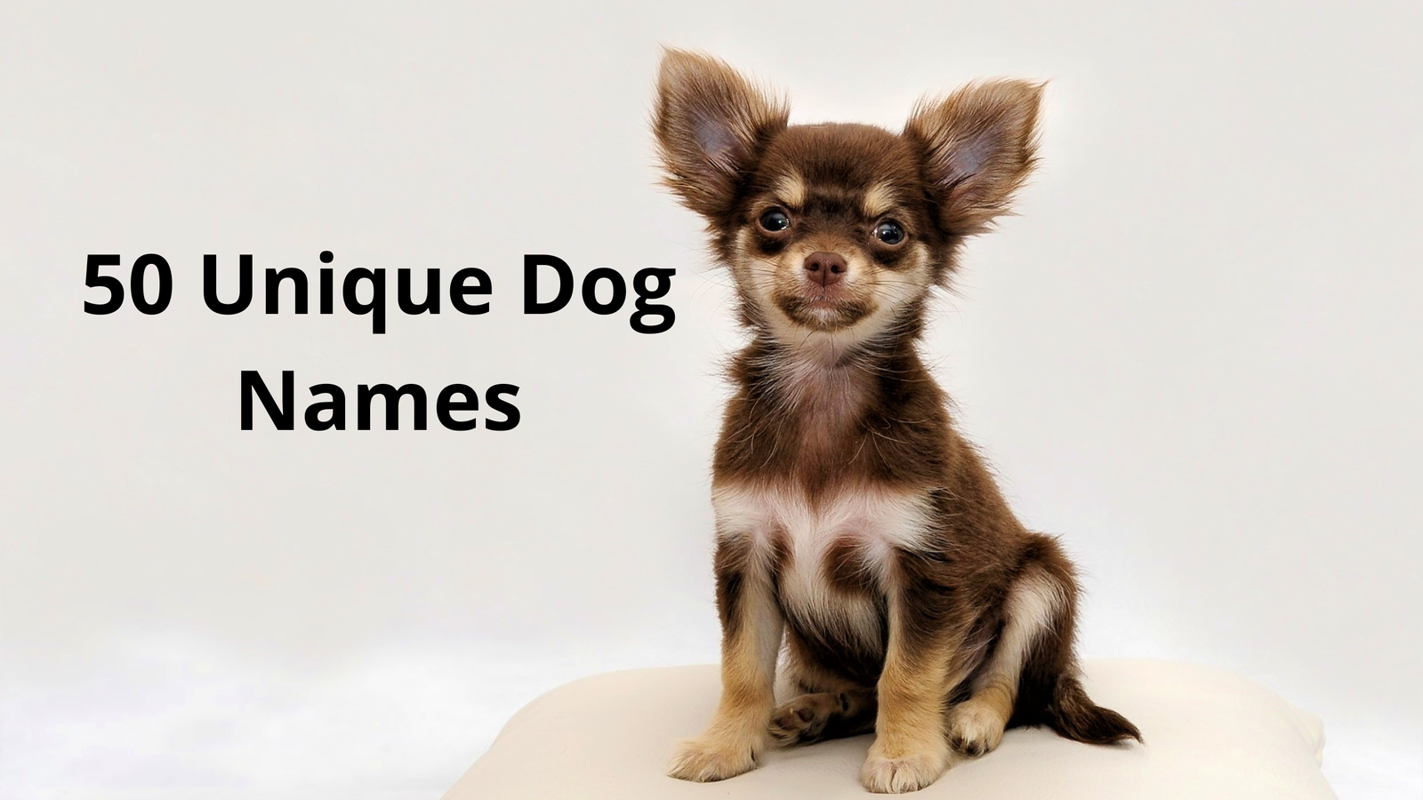 50 Unique Dog Names