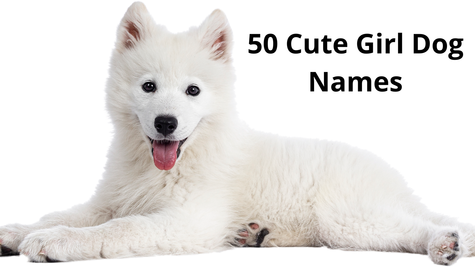 50 Cute Girl Dog Names