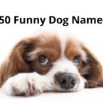 50 Funny Dog Names