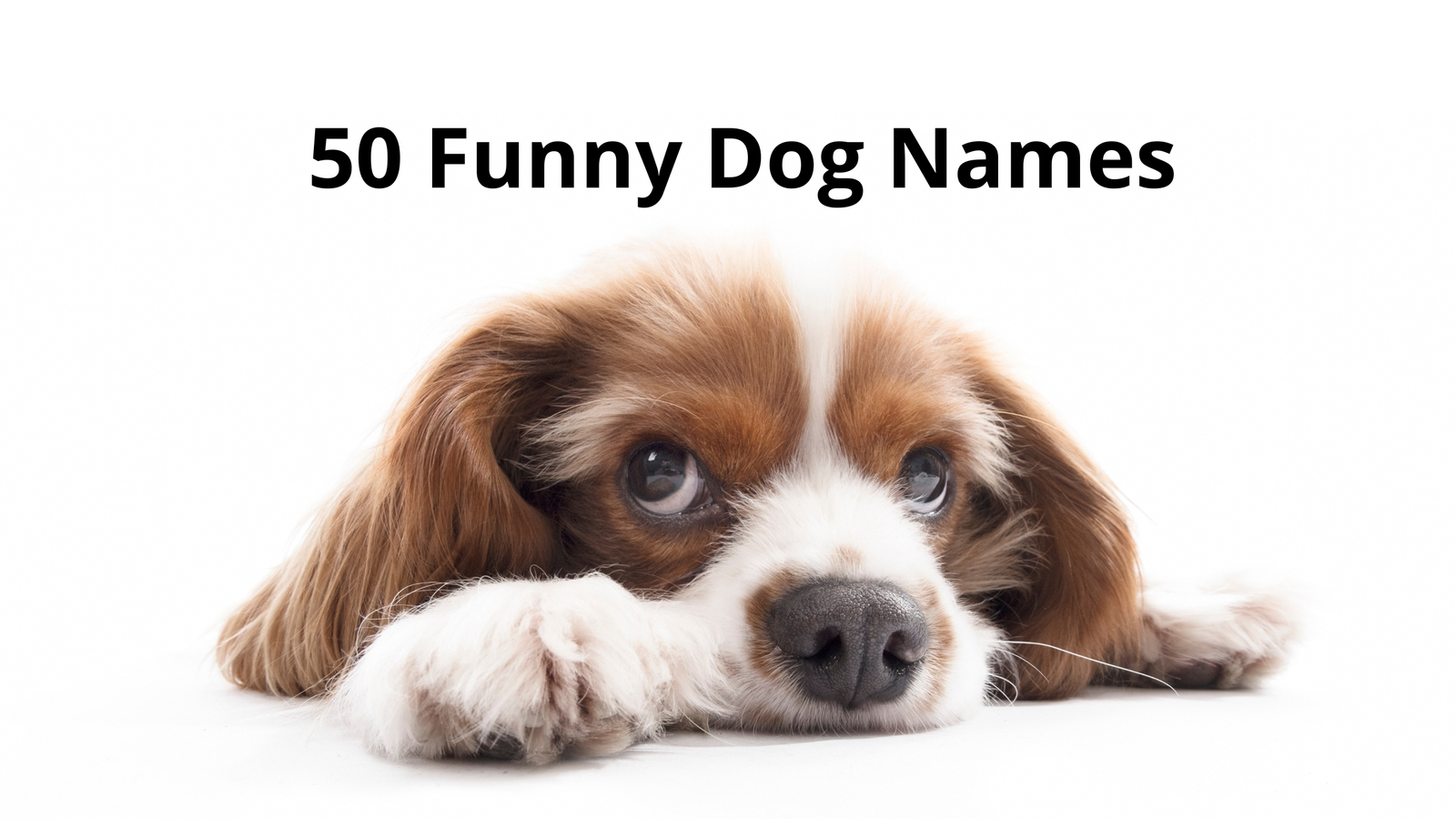 50 Funny Dog Names That Will Make You and Your Friends Laugh Out Loud