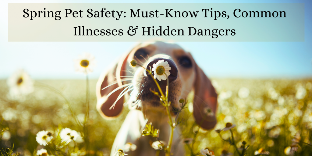 Spring Pet Safety: Must-Know Tips, Common Illnesses & Hidden Dangers